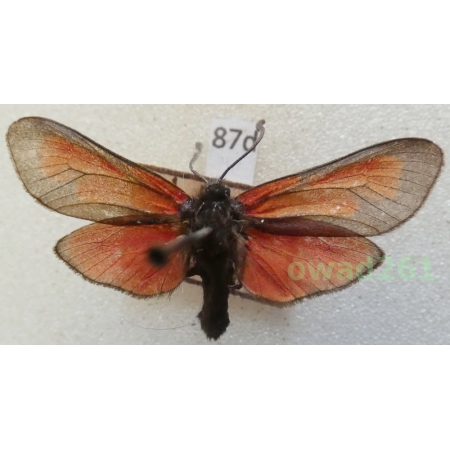 Zygaena sp. Czech87d
